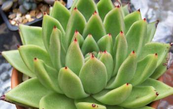 Echeveria agavoides – Molded Wax Echeveria agavoides - Molded Wax, Carpet Echeveria