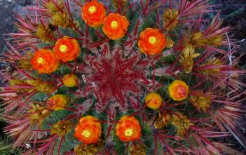 Ferocactus gracilis – Fire Barrel Cactus Ferocactus gracilis - Fire Barrel Cactus