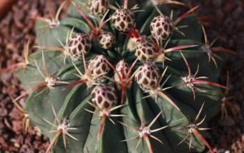 Ferocactus macrodiscus Ferocactus macrodiscus