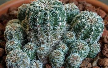 Gymnocalycium bruchii Gymnocalycium bruchii