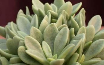 Adromischus fallax Adromischus fallax