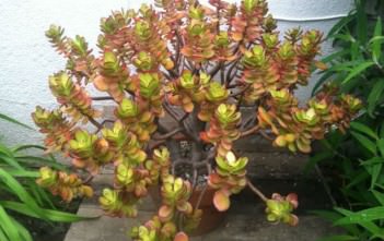 Crassula ovata ‘Minima’ – Miniature Jade Plant Crassula ovata 'Minima' - Miniature Jade Plant