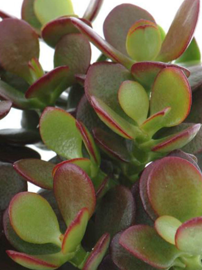 crassula ovata minima jade miniature plant succulent succulents plants worldofsucculents small baby leaves cacti