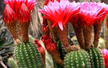 Echinopsis huascha – Red Torch Cactus Echinopsis huascha - Red Torch Cactus, Desert's Blooming Jewel