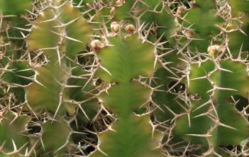 Euphorbia grandicornis – Cow’s Horn, Big Horned Spurge Euphorbia grandicornis - Cow's Horn