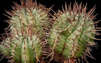 Euphorbia horrida – African Milk Barrel Euphorbia horrida - African Milk Barrel