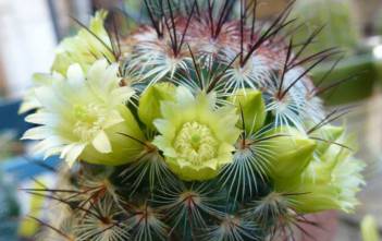 Mammillaria microhelia Mammillaria microhelia