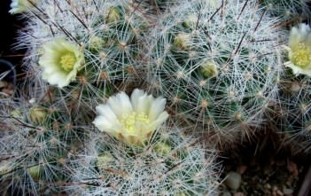 Mammillaria vetula Mammillaria vetula