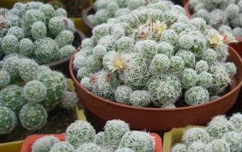 Mammillaria vetula subsp. gracilis Mammillaria vetula subsp. gracilis