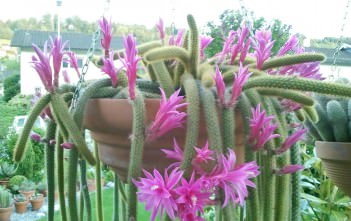 Rat Tail Cactus – A Medicine for Heart Problems Rat Tail Cactus - A Medicine for Heart Problems
