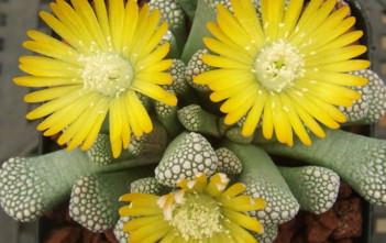 Titanopsis luederitzii Titanopsis luederitzii