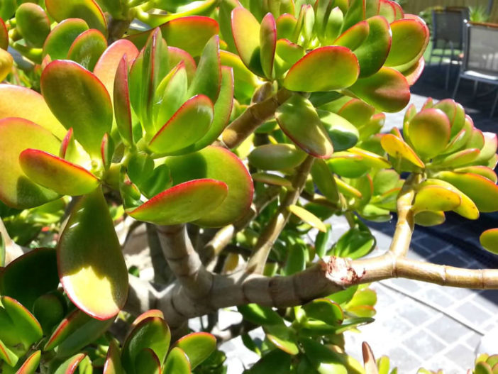 Uses of Jade Plant in Folk Medicine