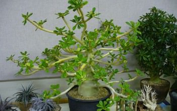 Dorstenia gigas – Socotran Fig Tree Dorstenia gigas – Socotran Fig Tree