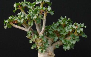 Dorstenia gypsophila Dorstenia gypsophila