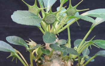 Dorstenia hildebrandtii Dorstenia hildebrandtii