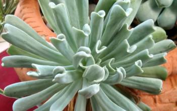 Echeveria runyonii ‘Topsy Turvy’ – Mexican Hen and Chicks Echeveria runyonii 'Topsy Turvy' - Mexican Hen and Chicks