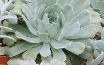 Echeveria runyonii Echeveria runyonii
