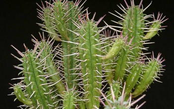 Euphorbia submamillaris Euphorbia submamillaris