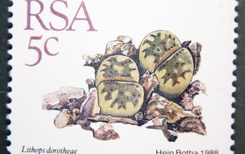 Succulents on Stamps: Lithops dorotheae, South Africa, 1988 Lithops dorotheae-South Africa-1988