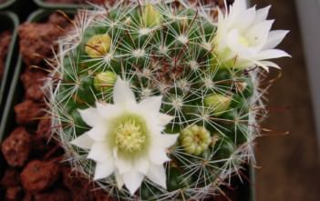 Mammillaria crinita – Pincushion Cactus Mammillaria crinita - Pincushion Cactus