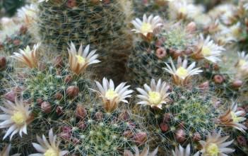 Mammillaria crinita subsp. wildii – Fishhook Pincushion Cactus Mammillaria crinita subsp. wildii - Fishhook Pincushion Cactus