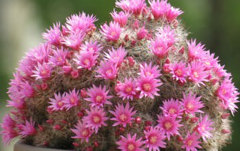 Mammillaria zeilmanniana – Rose Pincushion Cactus Mammillaria zeilmanniana - Rose Pincushion Cactus