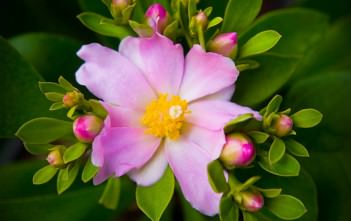 Pereskia grandifolia – Rose Cactus Pereskia grandifolia - Rose Cactus