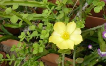 Pereskiopsis diguetii – Alfilerillo Pereskiopsis diguetii - Alfilerillo