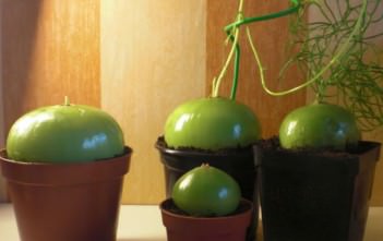 Bowiea volubilis – Climbing Onion, Zulu Potato Bowiea volubilis - Climbing Onion