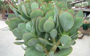 Crassula arborescens subsp. undulatifolia ‘Blue Bird’ Crassula arborescens subsp. undulatifolia 'Blue Bird'