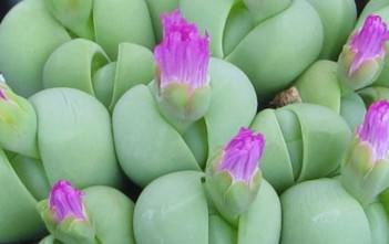 Gibbaeum heathii Gibbaeum heathii