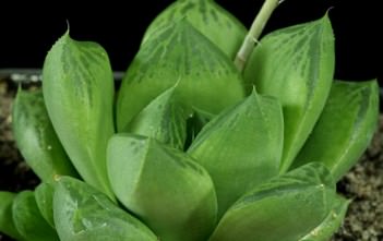 Haworthia cuspidata – Star Window Plant Haworthia cuspidata - Star Window Plant