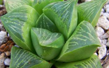 Haworthia retusa – Star Cactus Haworthia retusa - Star Cactus