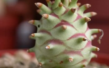Euphorbia longituberculosa Euphorbia longituberculosa