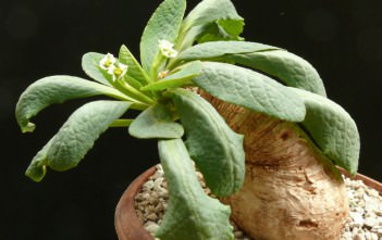 Euphorbia primulifolia Euphorbia primulifolia