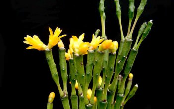 Hatiora salicornioides – Dancing Bones Hatiora salicornioides - Dancing Bones Spice Cactus