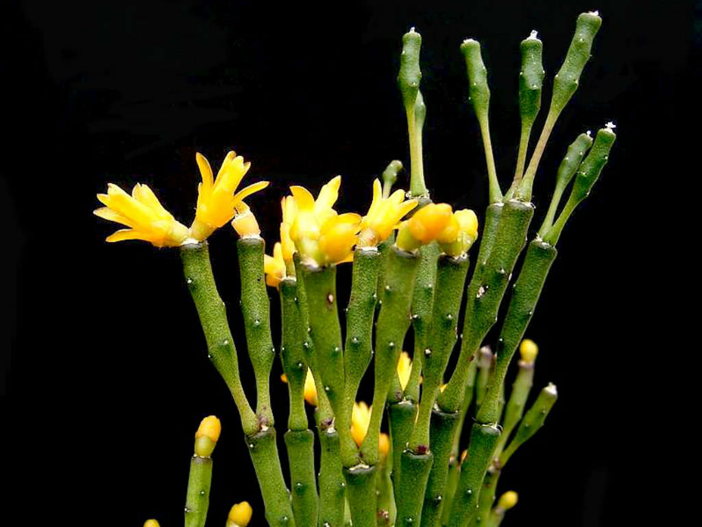 Hatiora salicornioides - Dancing Bones | World of Succulents