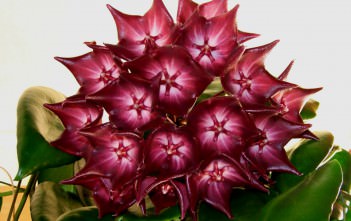 Hoya macgillivrayi Hoya macgillivrayi