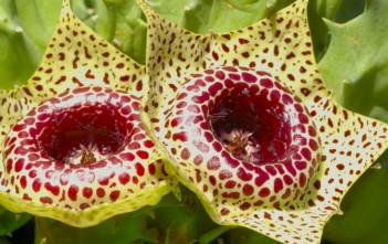 Huernia guttata Huernia guttata