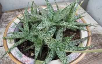Aloe ‘Lizard Lips’ Aloe 'Lizard Lips'