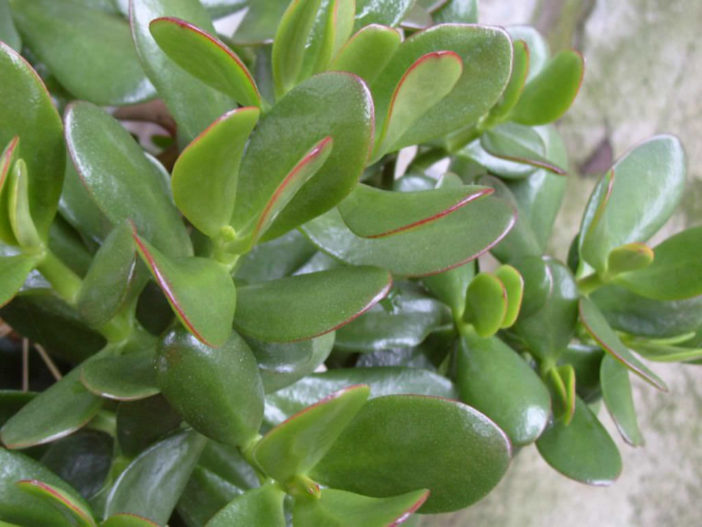 Jade Plant - Good Luck Symbol for Business