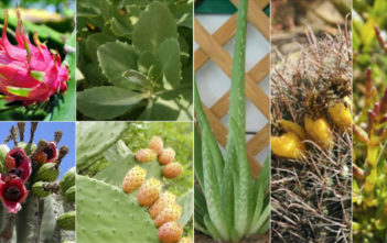 7 Healthy Edible Succulents 7 Healthy Edible Succulents