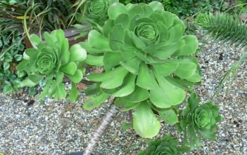 Aeonium ciliatum Aeonium ciliatum