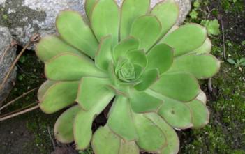 Aeonium davidbramwellii Aeonium davidbramwellii