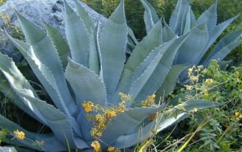 Therapeutic Uses, Benefits and Claims of Agave americana Agave americana