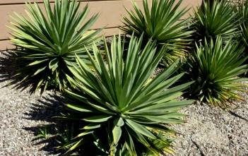 Agave angustifolia – Caribbean Agave Agave angustifolia - Caribbean Agave