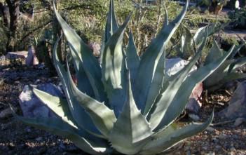 Agave asperrima – Rough Agave Agave asperrima - Rough Agave