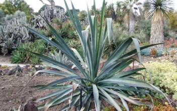 Agave cantala – Bombay Aloe, Manila Maguey Agave cantala - Bombay Aloe Manila Maguey