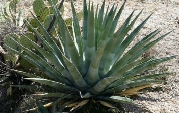 Agave chrysantha – Golden Flowered Century Plant Agave chrysantha - Golden Flowered Century Plant