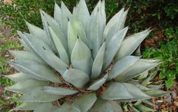 Agave deserti – Desert Agave Agave deserti - Desert Agave